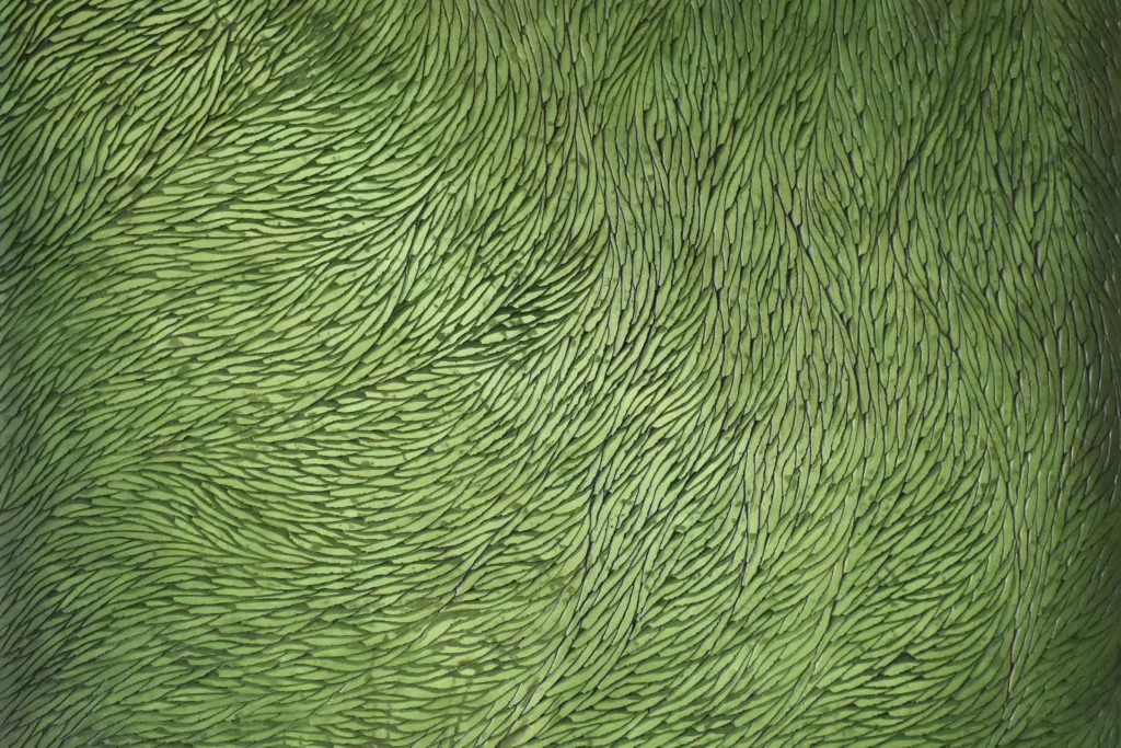 Une vue de face, légèrement zoomée sur une sculpture murale de l'artiste Mylène Mai. L'oeuvre est en plâtre sculpté, on voit un graphisme d'inspiration végétale, en écailles sculptées, dessiner un mouvement sur la totale surface de l'œuvre. Cette pièce unique est teintée de pigments verts, travaillés en dégradés.